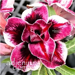 Adenium Obesum Double Flower GRAPE LOVER