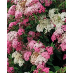 Саженцы Спирея японская Широбана, арт.: 8551