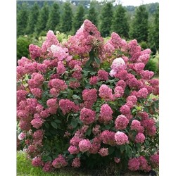 Саженцы Гортензия метельчатая Мэджикал Файер, арт.: 73302