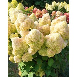 Саженцы Гортензия метельчатая Диамантино, арт.: 72609