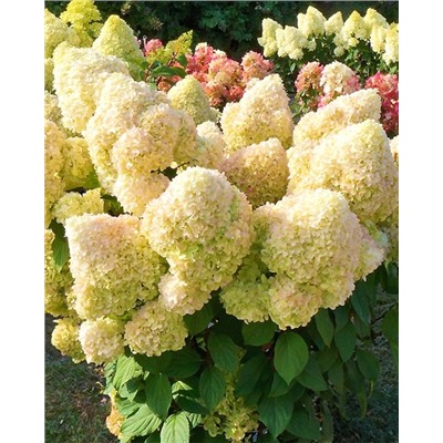 Саженцы Гортензия метельчатая Диамантино, арт.: 72609