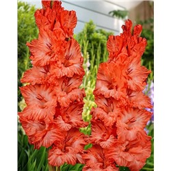 Луковицы Гладиолус Дед Мороз, арт.: 74993