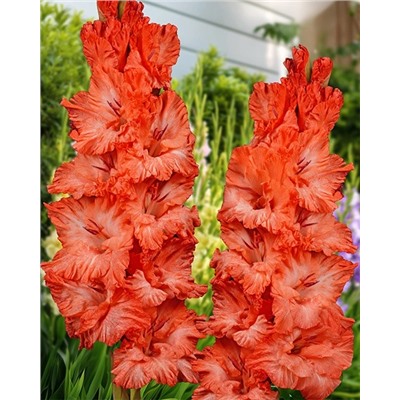 Луковицы Гладиолус Дед Мороз, арт.: 74993