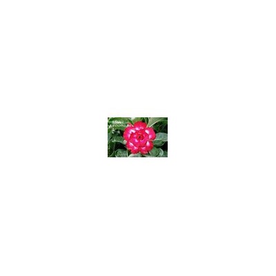 Adenium Obesum Double Flower NEW-245