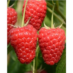 Саженцы Саженцы Малина Маравила, арт.: 74464