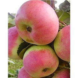 Саженцы Яблоня Ауксис, арт.: 70092