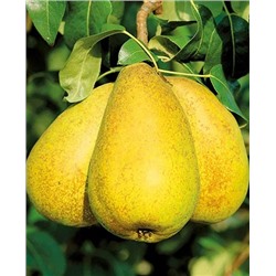 Саженцы Груша Апрелька, арт.: 20168