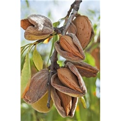 Саженцы Миндаль привитой Десертный, арт.: 69884