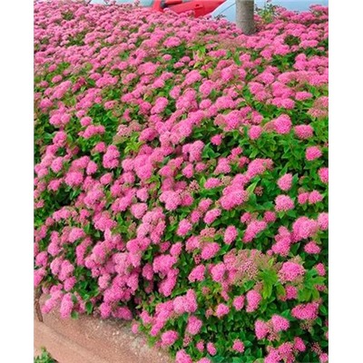 Саженцы Спирея Литтл Принцесс, арт.: 69295