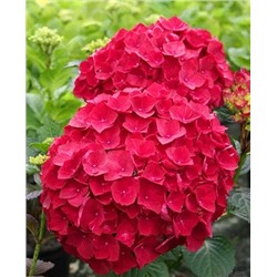 Саженцы Гортензия крупнолистная Хот ред, арт.: 69730
