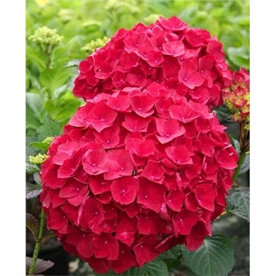 Саженцы Гортензия крупнолистная Хот ред, арт.: 69730