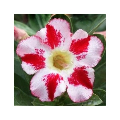 Adenium Obesum Desert Rose TRIUNE