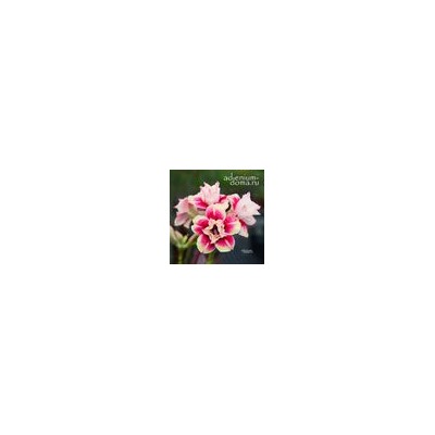 Adenium Obesum Double Flower STAR DUST