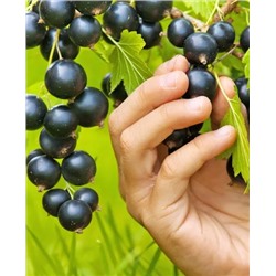 Саженцы Смородина черная Пигмей, арт.: 153