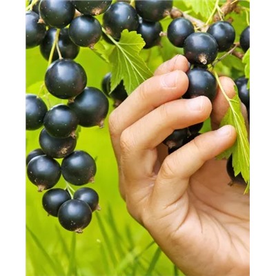 Саженцы Смородина черная Пигмей, арт.: 153