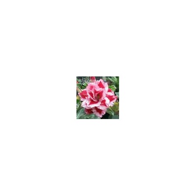 Adenium Obesum Double Flower TWINKLE TWINKLE