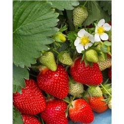 Саженцы Клубника (Земляника) садовая Алая роза, арт.: 74530