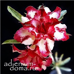 Adenium Obesum Double Flower MYSTERY