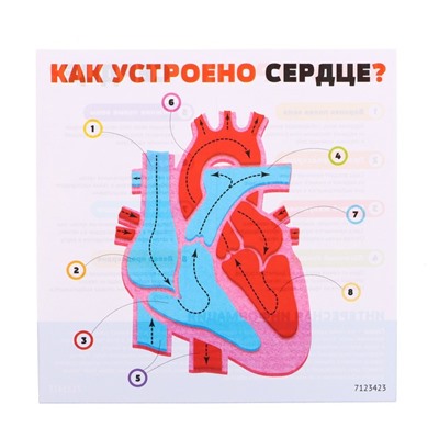 Набор для опытов «Моё тело», сердце