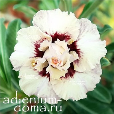 Adenium Obesum Double Flower NEW-174