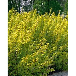 Саженцы Пузыреплодник Энжел Голд, арт.: 9559