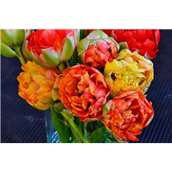 Луковицы Тюльпан махровый поздний Гудошник Дабл, арт.: 75152