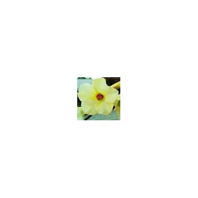 Adenium Obesum Desert Rose SUGAR CREAM
