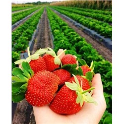 Саженцы клубники (земляники) садовой Фестивальная, арт.: 73782