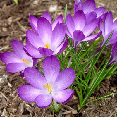 Крокус Barr's Purple "Барс Пурпл" 5шт