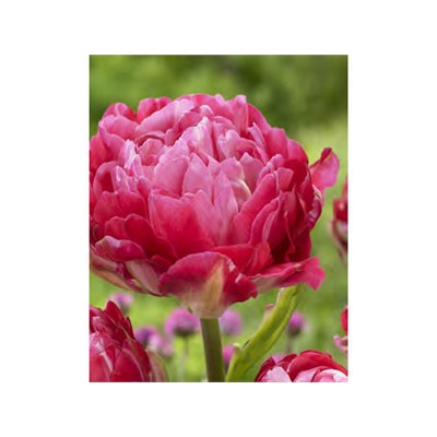 Тюльпан Up Pink "Ап Пинк" 5шт