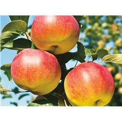 Яблоня Яблочный спас, арт.: 950