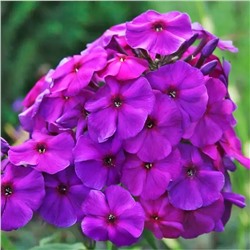 Флокс метельчатый Перпл Парадайз, арт.: 75259