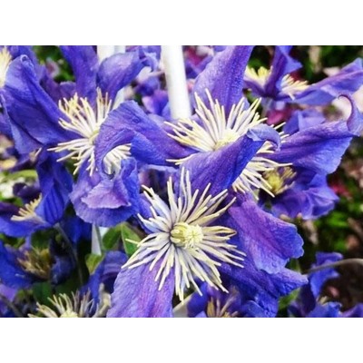 Клематис Blue Pirouette "Блю Пируэт"