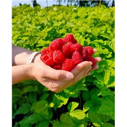 Саженцы Саженцы Малина Магнат, арт.: 73160