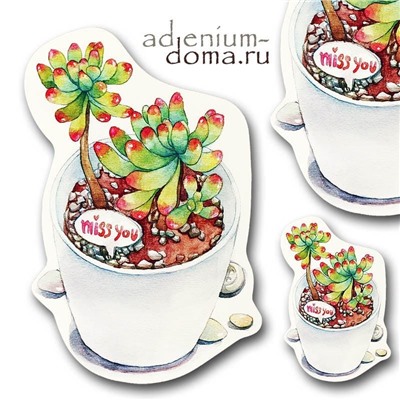 Открытка Sedum PACHYPHYLLUM (Седум, Очиток)