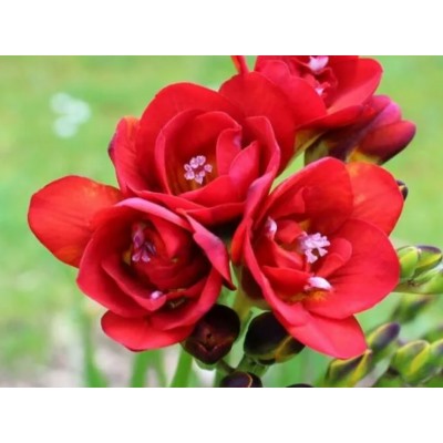 Фрезия махровая красная "Freesia Red" 10шт