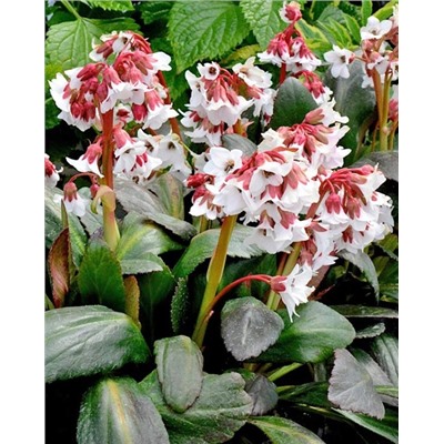 Саженцы Бадан Файр Энд Айс, арт.: 74727