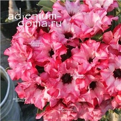 Adenium Obesum Double Flower NGOC ANH