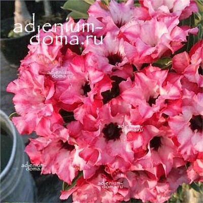 Adenium Obesum Double Flower NGOC ANH