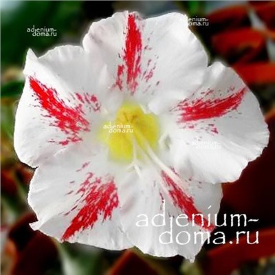 Adenium Obesum Desert Rose GARDEN PARTY