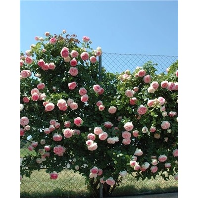 Саженцы Роза плетистая-клаймбер Пьер де Ронсар, арт.: 74982