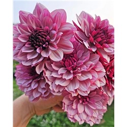 Клубни Георгин декоративный Крем де Кассис, арт.: 74612