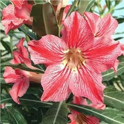 Adenium Obesum Desert Rose STAR OF HAPPINESS