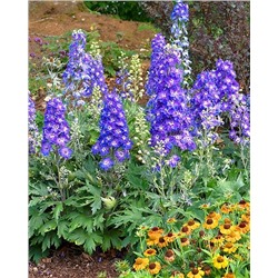 Корни (саженцы) Дельфиниум Дельджиниус Глитци, арт.: 74702