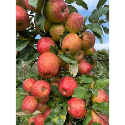 Саженцы Яблоня Хани крисп, арт.: 70094