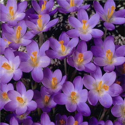 Крокус Barr's Purple "Барс Пурпл" 5шт