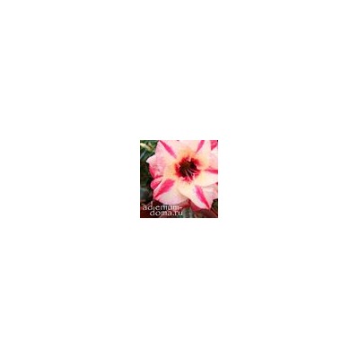 Adenium Obesum Double Flower NEW-102