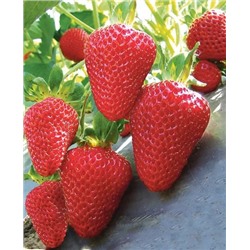 Саженцы Клубники (Земляники) Сан Андреас, арт.: 11053