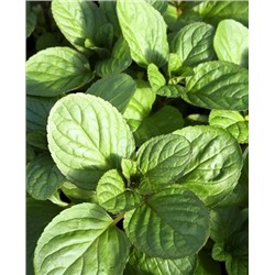 Саженцы Мята Гранада, арт.: 69786