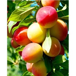 Саженцы Алыча колонновидная, арт.: 20312